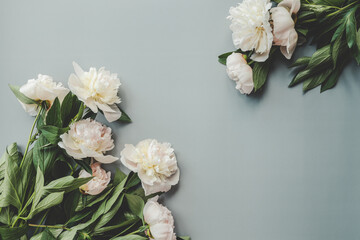 Beautiful white peony flowers on a grey background with copy space for your text top view and flat lay style