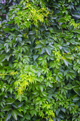Leafy green texture. Virginia creeper or five leaves ivy climbing plant pattern. Parthenocissus quinquefolia Engelmannii vines natural floral background. Foliate yard wall abstract backdrop close up.