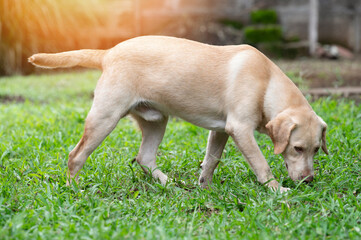 Portrait of walking labrador dog