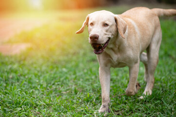 Pretty labrador dog portrait