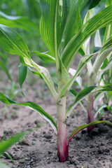 Fototapeta premium Phytotoxic effect on the corn plant, discoloration, chlorosis caused by the use of the wrong herbicide.