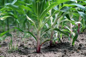 Phytotoxic effect on the corn plant, discoloration, chlorosis caused by the use of the wrong...