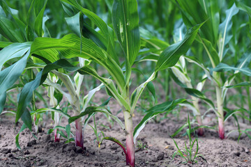 Phytotoxic effect on the corn plant, discoloration, chlorosis caused by the use of the wrong herbicide.
