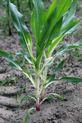 Phytotoxic effect on the corn plant, discoloration, chlorosis caused by the use of the wrong herbicide.