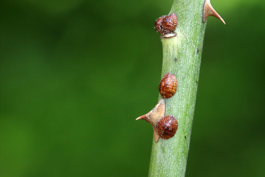 Brown scale insect, Parthenolecanium corni, on the stem of rose stem in the garden.