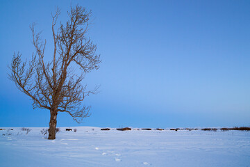 Winter arctic landscape. A view of a lonely tree and an abandoned settlement in the snowy tundra. Hard-to-reach terrain in the Far North of Russia. Chukotka, Siberia. Polar region. Cold weather.