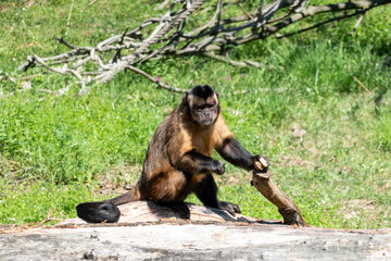 Capuchin monkey posing on a branch