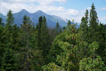 Góry, drzewa i zielona roślinność, podróże i odpoczynek w górach na łonie przyrody w ekologiczny sposób odpoczywamy aktywnie.  © klumb