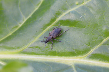 Beet Leaf Weevil (Tanymecus palliatus), sitting on a leaf. A common pest of sugar beet, fodder beet and red beet.