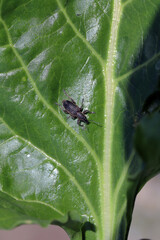 Beet Leaf Weevil (Tanymecus palliatus), sitting on a leaf. A common pest of sugar beet, fodder beet and red beet.