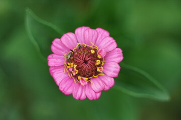 Blühende Zinnien, Zinnia elegans