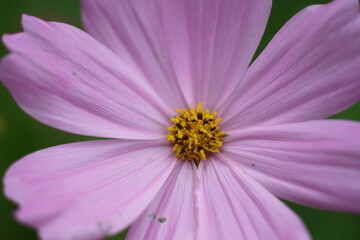 Violette Cosmos in Nahaufnahme von oben in einer Blumenwiese, Schmuckkörbchen