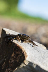  a crab on a rock in the sun