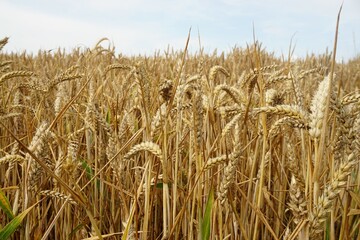 Getreidefeld vor Himmel bei Sonne am Morgen im Sommer