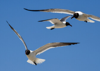 Fototapeta premium Laughing Gulls flying at Corpus Christi, Texas