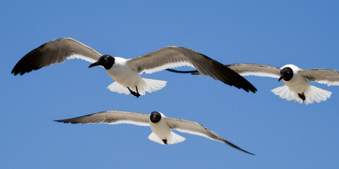 Laughing Gulls flying at Corpus Christi, Texas