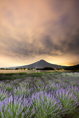 夜明け前の富士山とラベンダー畑（河口湖）