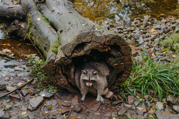 Gorgeous raccoon cute peeks out of a hollow in the bark of a large tree. Raccoon (Procyon lotor) also known as North American raccoon sitting hidden in old hollow trunk. Wildlife scene. Habitat North