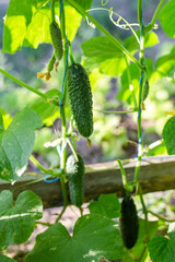 green fresh cucumber on ripened on cucumber vine in vegetable garden. Growing vegetables, harvesting