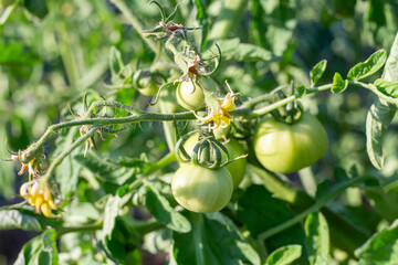 Green tomatoes on a bush with twisted leaves. Favorable conditions for growing vegetables