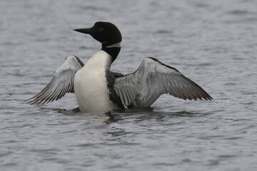 Loons on the lake