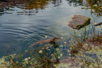 European river otter, Lutra lutra, swimming on back in clear water. Adorable fur coat animal with long tail. Endangered fish predator in nature. Wild animal in brook. Habitat Europe, Asia.