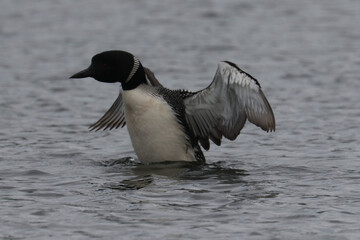 Loons on the lake