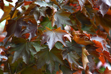 Acer platanoides is a Norway Maple Royal red