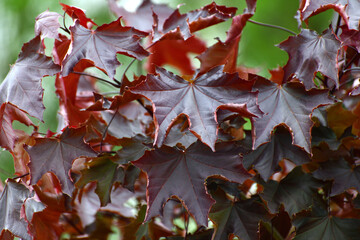 Acer platanoides is a Norway Maple Royal red