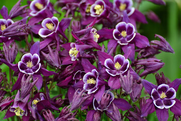 Beautiful purple Aquilegia flower on nature background closeup - obrazy, fototapety, plakaty