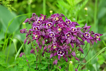 Beautiful purple Aquilegia flower on nature background closeup - obrazy, fototapety, plakaty