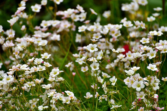 Saxifraga granulata is an ornamental herbaceous plant used for landscaping gardens.