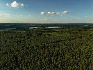 Forest and pond