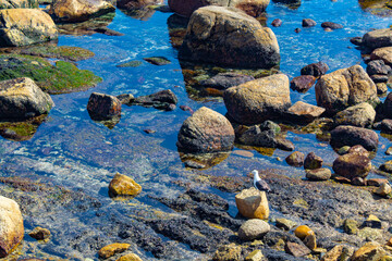 seagull and stones on the beach Chile Valparaiso Vina del Mar Reñaca beach COCHOA BEACH