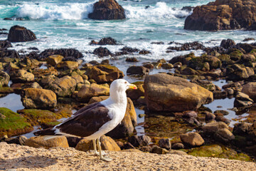 seagull on the beach Vina del Mar, Valparaiso, Chile