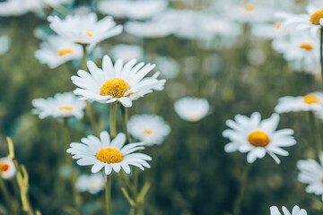 Fototapeta premium Chamomile flower field. Camomile in the nature. Field of camomiles at sunny day at nature. Camomile daisy flowers in summer day. Chamomile flowers field wide background in sun light