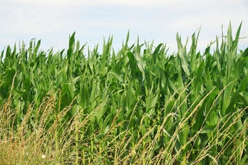 Fototapeta premium Maisfeld vor Himmel bei Sturm und Regen am Nachmittag im Sommer