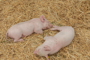 Two rare breed piglets asleep on some straw
