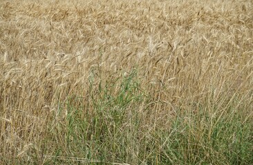Hohes grünes Gras vor Getreidefeld bei Sonne am Nachmittag im Sommer