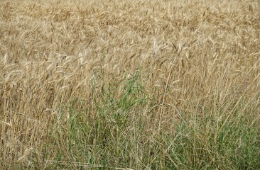 Hohes grünes Gras vor Getreidefeld bei Sonne am Nachmittag im Sommer