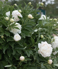 Fresh peonies in the garden.