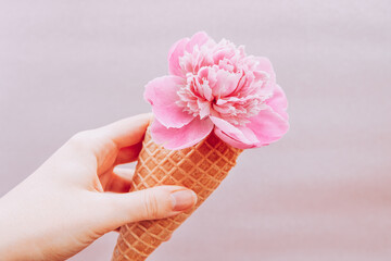 Pink peony flower in ice cream cone in hand on pink background, abstract art card with blossom and sweets concept