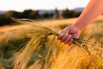 Barley harvest, female hands holding grain, natural food production