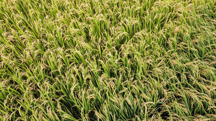 稲穂実る大野平野の空撮
