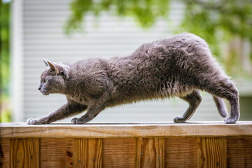 Beautiful Russian blue cat portrait outdoors