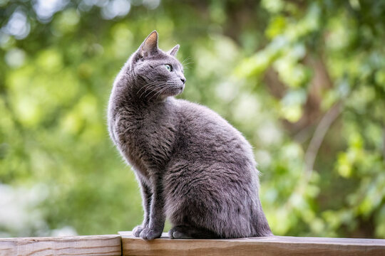 Beautiful Russian blue cat portrait outdoors