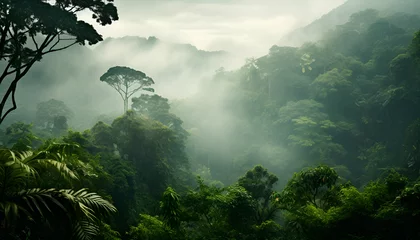 Deurstickers Mistige ochtendstond Mist Surround Pristine Rainforest
