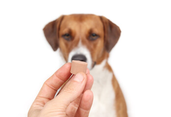 Dog dewormer in hand in front of defocused dog. Chewable prescription. Administer treatment for dogs and puppies for intestinal worms such as heartworms, hookworm, roundworm, tapeworm and whipworm.