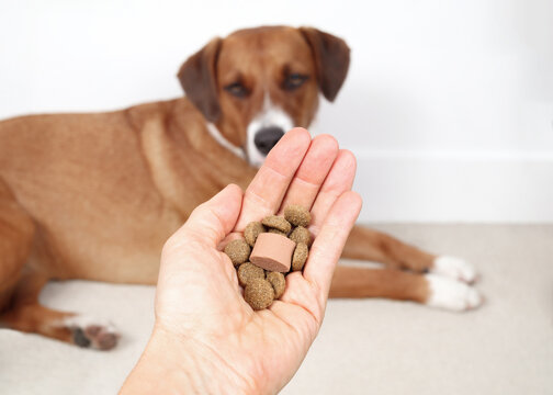 Dog dewormer with food in hand of veterinarian or owner in front of defocused dog. Treatment for dogs and puppies for intestinal worms such as heartworms, hookworm, roundworm, tapeworm and whipworm.