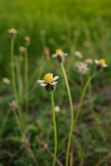 Gletang is a weed plant, a member of the Asteraceae tribe